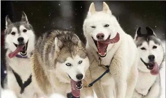 为活命竟连杀自己的3只爱犬!当他走向最好一只时,狗狗的反应震撼了所有人…
