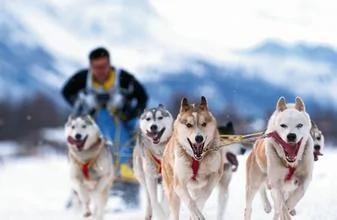 为活命竟连杀自己的3只爱犬!当他走向最好一只时,狗狗的反应震撼了所有人…