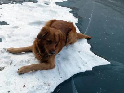 为活命竟连杀自己的3只爱犬!当他走向最好一只时,狗狗的反应震撼了所有人…