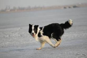 为活命竟连杀自己的3只爱犬!当他走向最好一只时,狗狗的反应震撼了所有人…