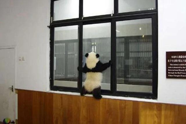 两只熊猫宝宝爬窗台 目的曝光笑喷网友