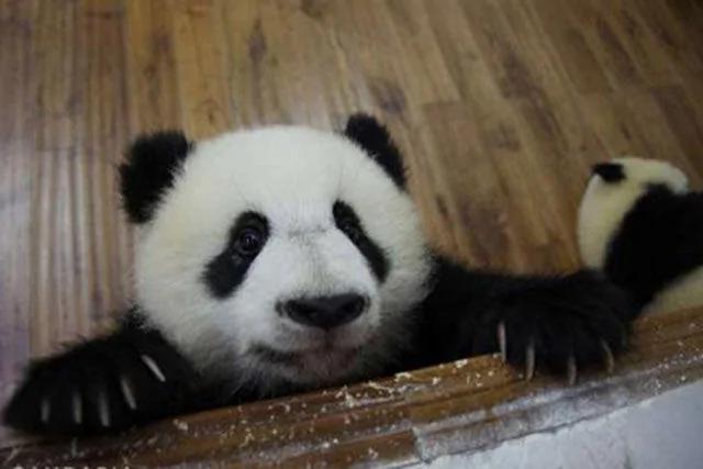 两只熊猫宝宝爬窗台 目的曝光笑喷网友