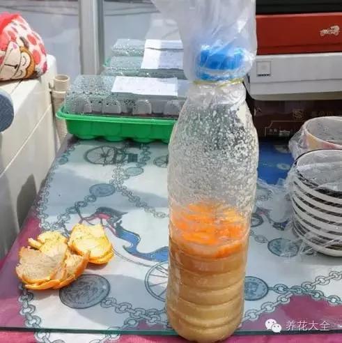 养花省钱技巧 豆渣、过期的牛奶、鸡蛋的蛋壳别扔!自制花肥简单又好用!