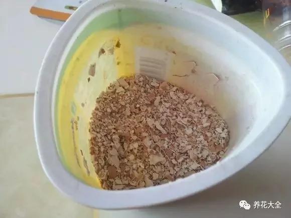 养花省钱技巧 豆渣、过期的牛奶、鸡蛋的蛋壳别扔!自制花肥简单又好用!