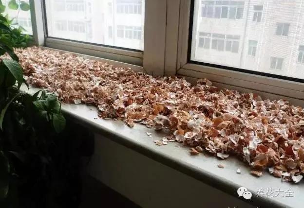 养花省钱技巧 豆渣、过期的牛奶、鸡蛋的蛋壳别扔!自制花肥简单又好用!