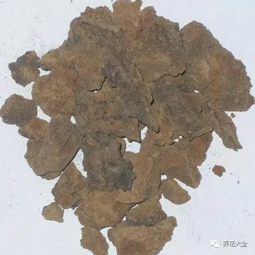 养花省钱技巧 豆渣、过期的牛奶、鸡蛋的蛋壳别扔!自制花肥简单又好用!