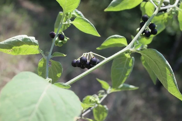一種中國很多地區路邊、山野隨處可見的黑色小漿果，竟然可以治療癌症！這種學名為「龍葵」的野果，實際是一種中藥材，它對人體的好處太多了。