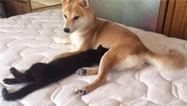 超有趣!猫猫狗狗争宠