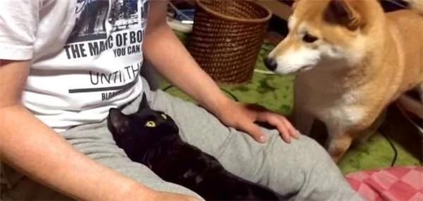 超有趣!猫猫狗狗争宠