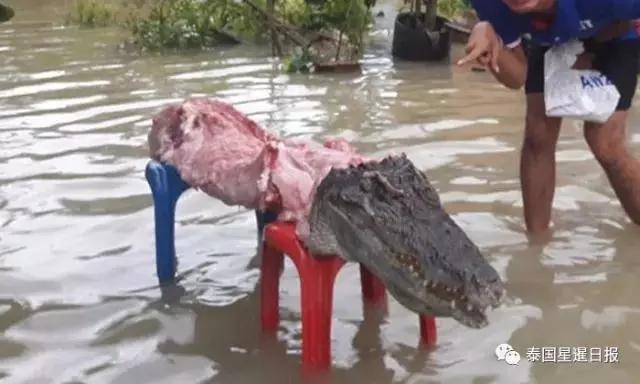 吃鳄鱼充饥?泰国灾民把洪水中的鳄鱼吃了!