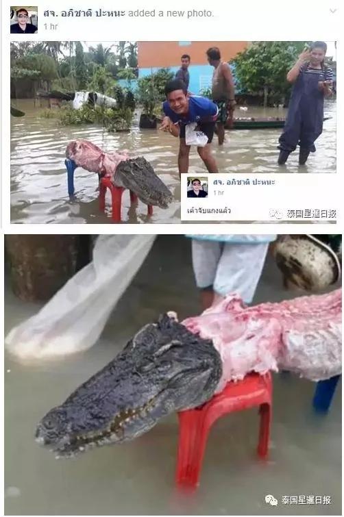 吃鳄鱼充饥?泰国灾民把洪水中的鳄鱼吃了!