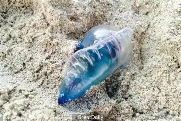 在海边看到“这个蓝色透明塑胶袋” 不要犹豫 请快点跑!
