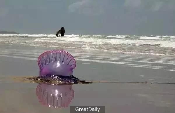 在海边看到“这个蓝色透明塑胶袋” 不要犹豫 请快点跑!