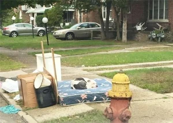 忠犬被前主人连同废弃家具遗弃前院 但他从没忘记“这人”…