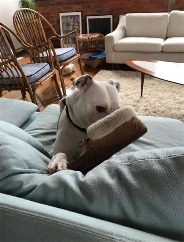 忠犬被前主人连同废弃家具遗弃前院 但他从没忘记“这人”…