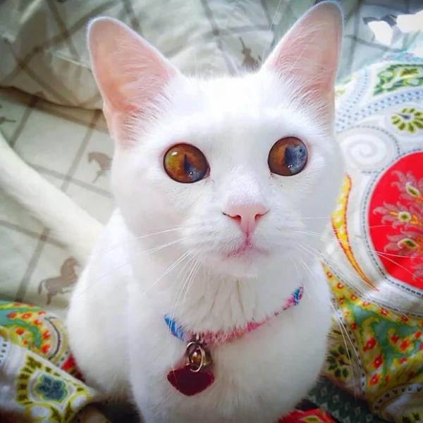 太美丽!国外网友评选“全世界最美”的猫咪 第5就是猫咪界的玛丽莲梦露!