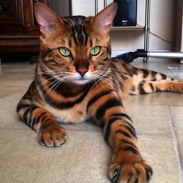 太美丽!国外网友评选“全世界最美”的猫咪 第5就是猫咪界的玛丽莲梦露!