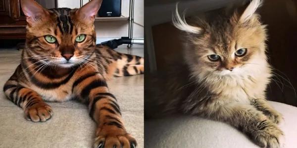 太美丽!国外网友评选“全世界最美”的猫咪 第5就是猫咪界的玛丽莲梦露!