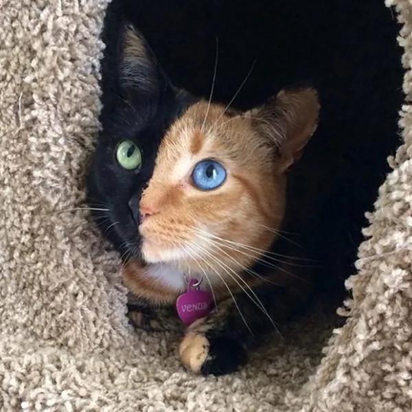 太美丽!国外网友评选“全世界最美”的猫咪 第5就是猫咪界的玛丽莲梦露!