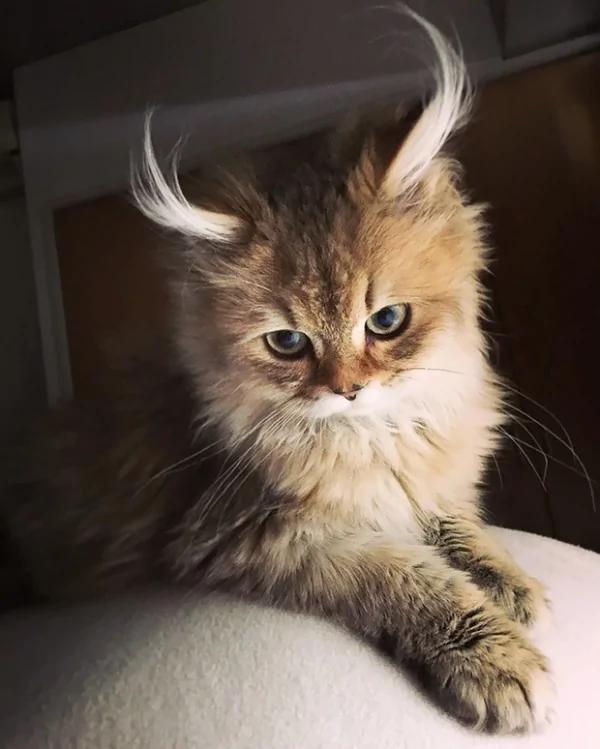 太美丽!国外网友评选“全世界最美”的猫咪 第5就是猫咪界的玛丽莲梦露!