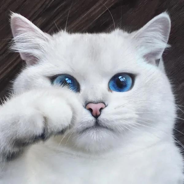太美丽!国外网友评选“全世界最美”的猫咪 第5就是猫咪界的玛丽莲梦露!