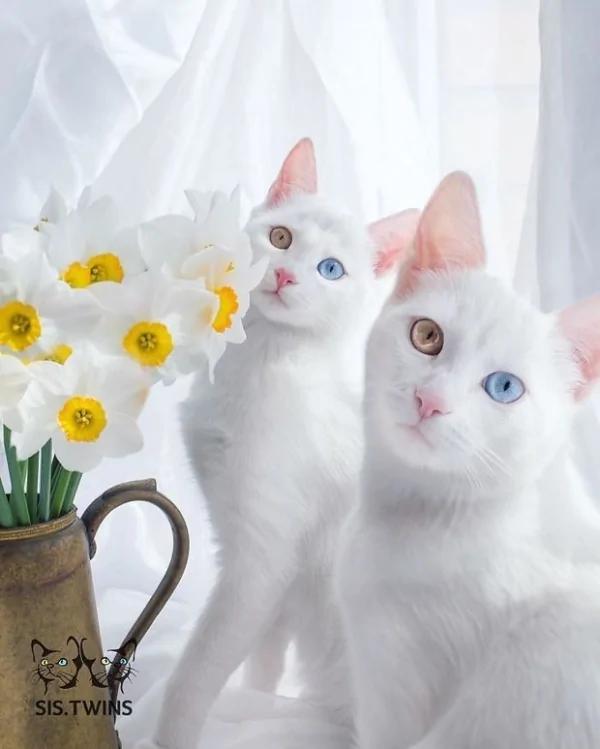 太美丽!国外网友评选“全世界最美”的猫咪 第5就是猫咪界的玛丽莲梦露!