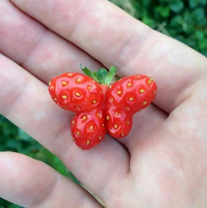 全都成精了?那些长得出乎意料的瓜果蔬菜