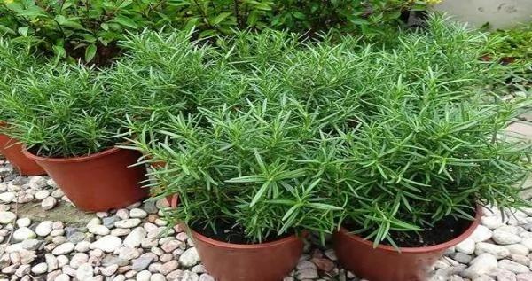 这些植物 随便养一盆在家 都能让你的家香喷喷 99%的人都不知道