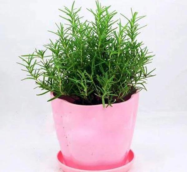 这些植物 随便养一盆在家 都能让你的家香喷喷 99%的人都不知道
