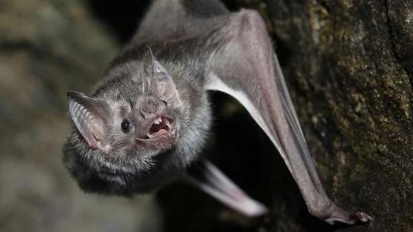 巴西专家发现 蝙蝠已经开始吸“人血” 放任不管后果将无法想像…
