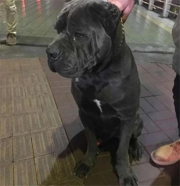 女孩捡到一只受伤大型犬上网求助 网友认出品种后直呼:这你也敢捡!