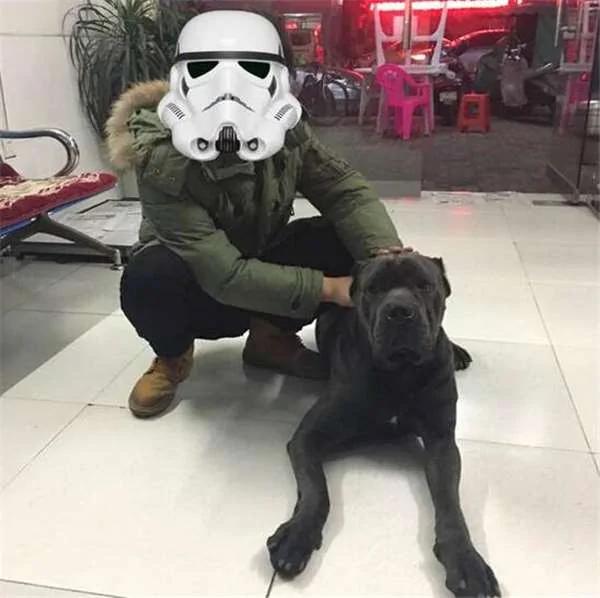 女孩捡到一只受伤大型犬上网求助 网友认出品种后直呼:这你也敢捡!