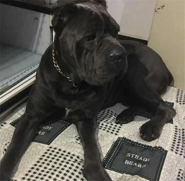 女孩捡到一只受伤大型犬上网求助 网友认出品种后直呼:这你也敢捡!