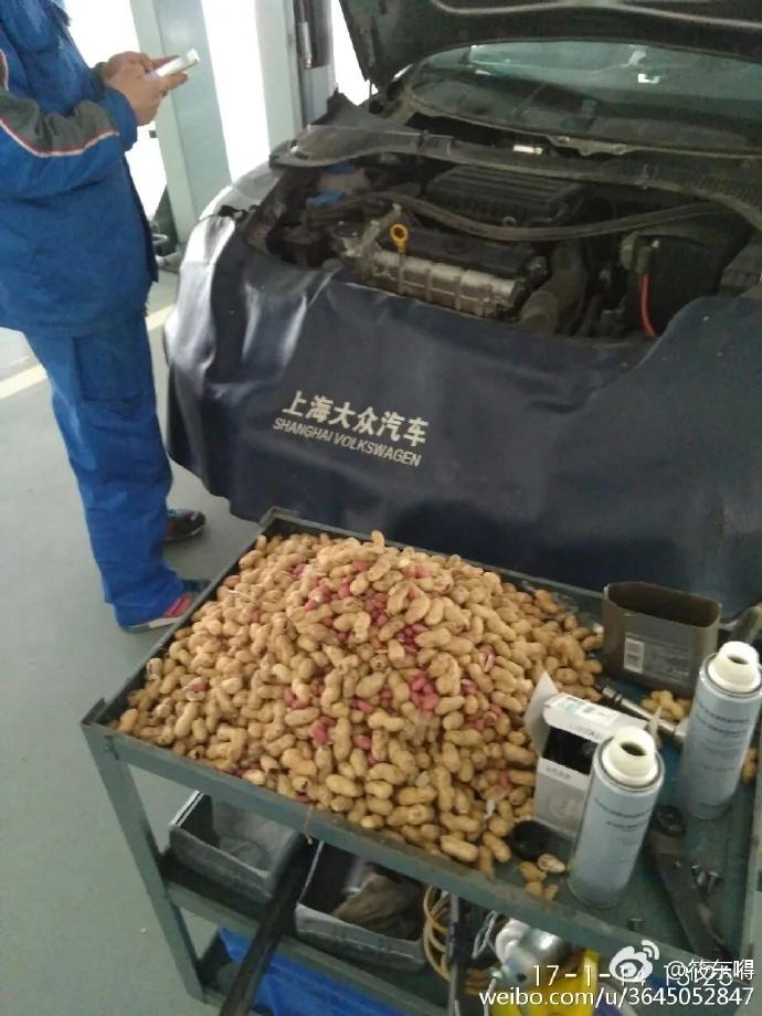 老鼠居然藏了整整一车粮食 网友展开群嘲模式…
