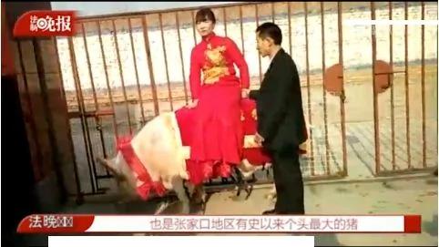 河北:猪倌娶媳妇儿 1260斤超大猪接新娘