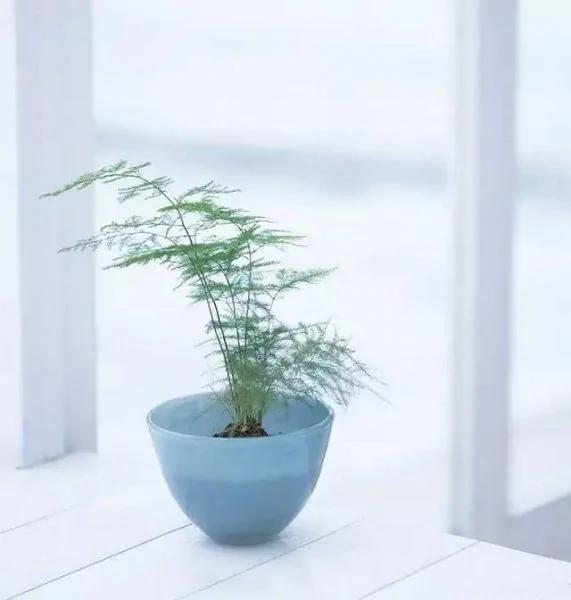 12种自带喜气的植物 开启鸡年好兆头