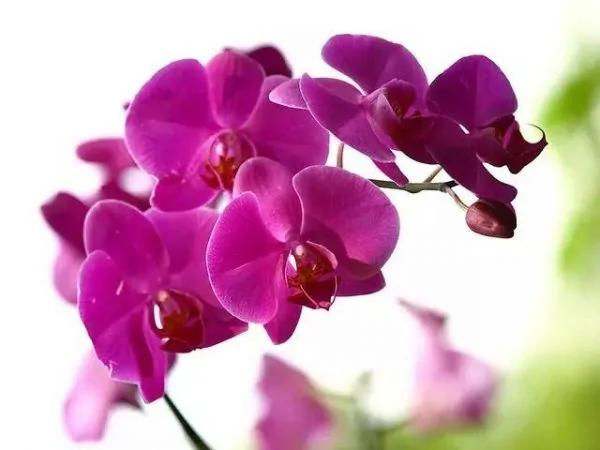 12种自带喜气的植物 开启鸡年好兆头