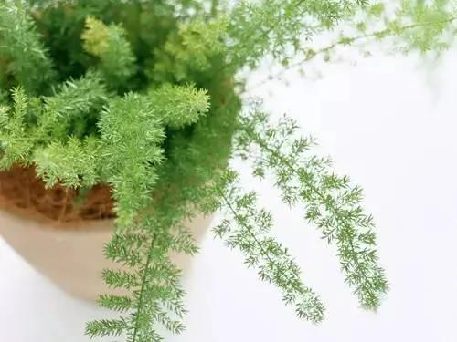 12种自带喜气的植物 开启鸡年好兆头