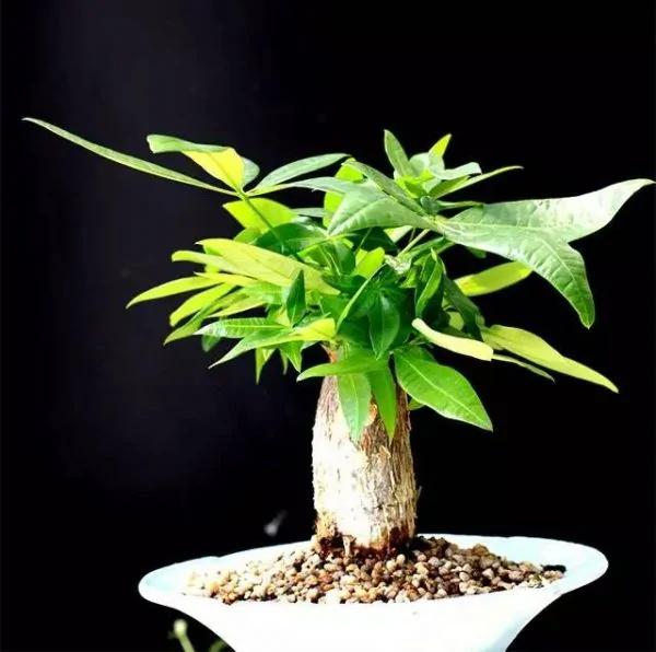 12种自带喜气的植物 开启鸡年好兆头
