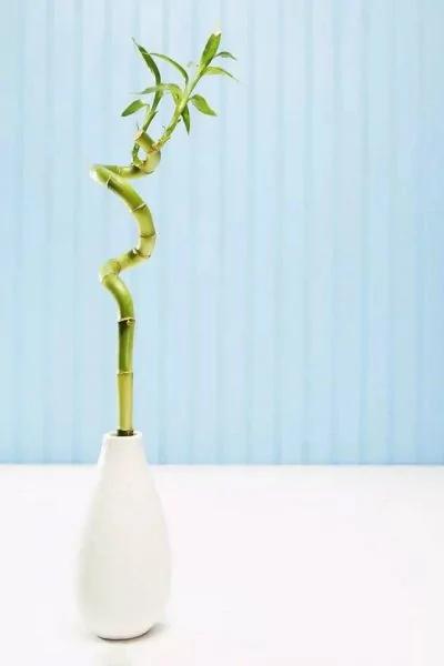 12种自带喜气的植物 开启鸡年好兆头