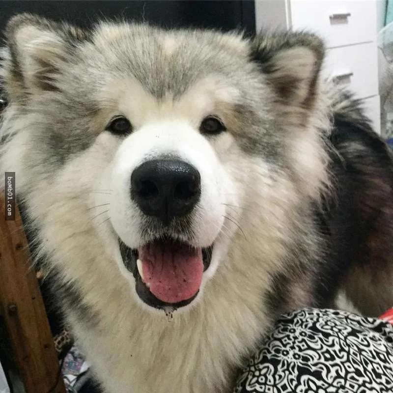 阿拉斯加雪橇犬发现主人要出门 立马上演“十八相送” 让主人笑喷!