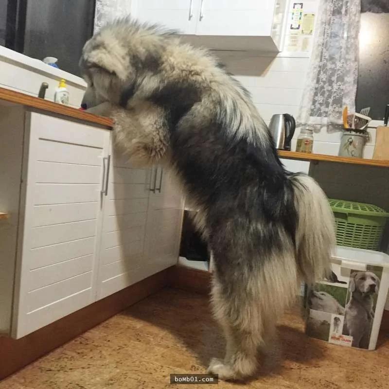 阿拉斯加雪橇犬发现主人要出门 立马上演“十八相送” 让主人笑喷!