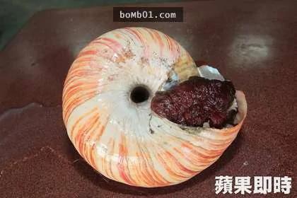 高雄渔民捞到身价百万的活化石 但是才几天消息却让人傻眼…