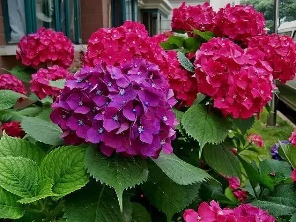 光照不足的窗台、阳台 你也能养好7种开花盆栽