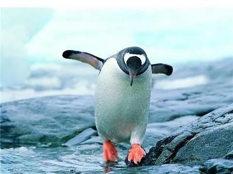 总比别人觉得冷?让我们从科学角度说说“气血虚”
