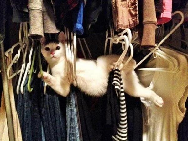 爆笑!24只在人类家具中"夹缝求生存"的猫狗们!
