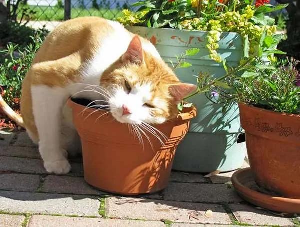 当地居民为了驱蚊而种了“猫薄荷” 没想到隔天早上社区的猫星人们全都high翻天了…