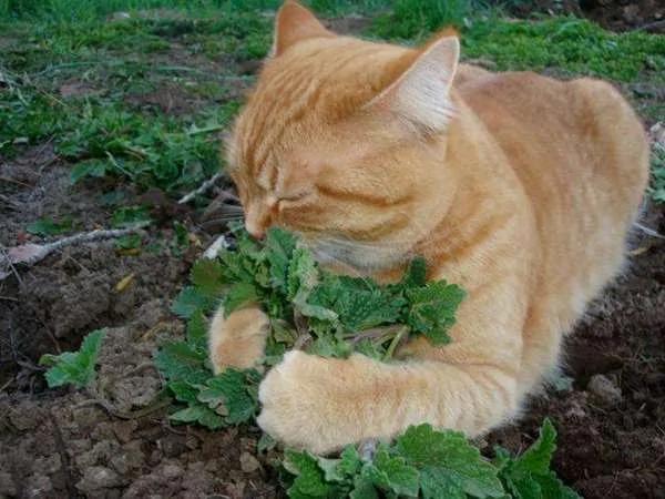 当地居民为了驱蚊而种了“猫薄荷” 没想到隔天早上社区的猫星人们全都high翻天了…