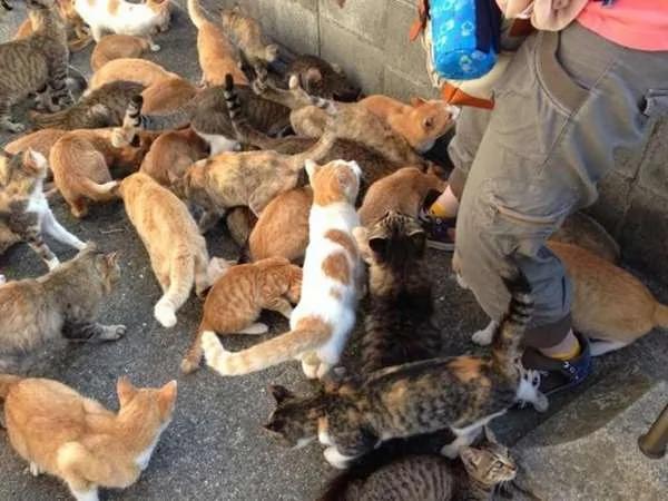 当地居民为了驱蚊而种了“猫薄荷” 没想到隔天早上社区的猫星人们全都high翻天了…