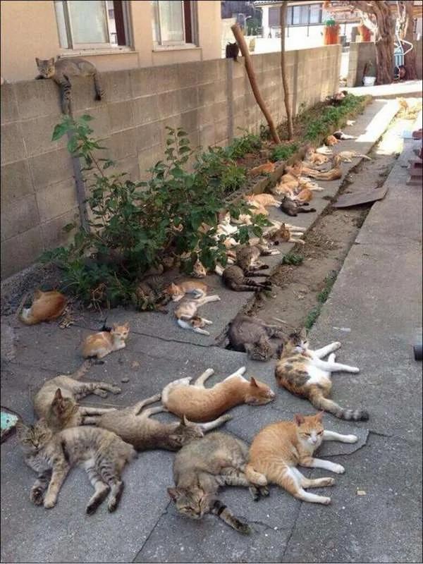 当地居民为了驱蚊而种了“猫薄荷” 没想到隔天早上社区的猫星人们全都high翻天了…